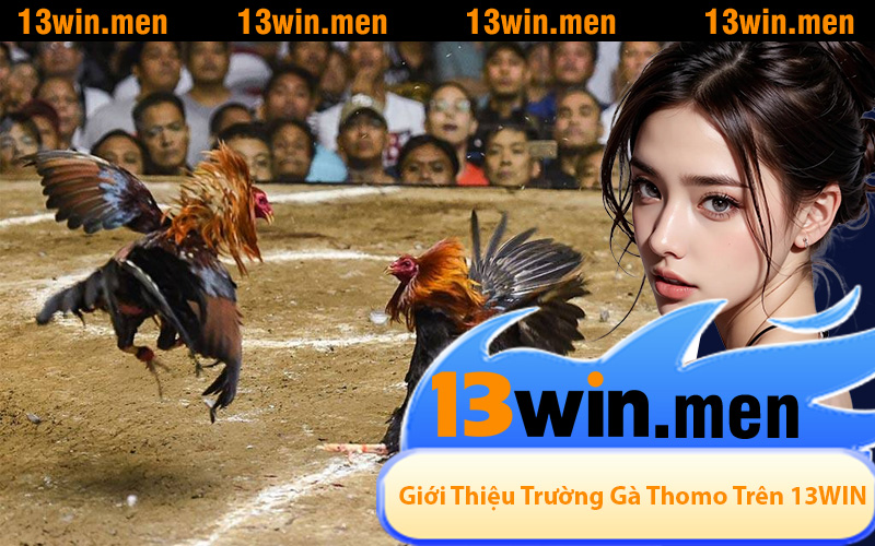 Giới Thiệu Về Trường Gà Thomo Trên 13WIN
