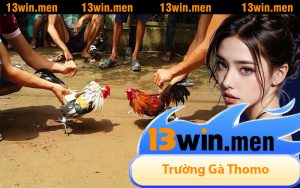 Trường Gà Thomo